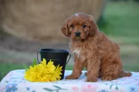 Holly, a female Cavapoo for sale in Scurry, TX – 1 of 2