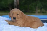 Charity , a female Golden Retriever for sale in Scurry, TX – 2 of 4