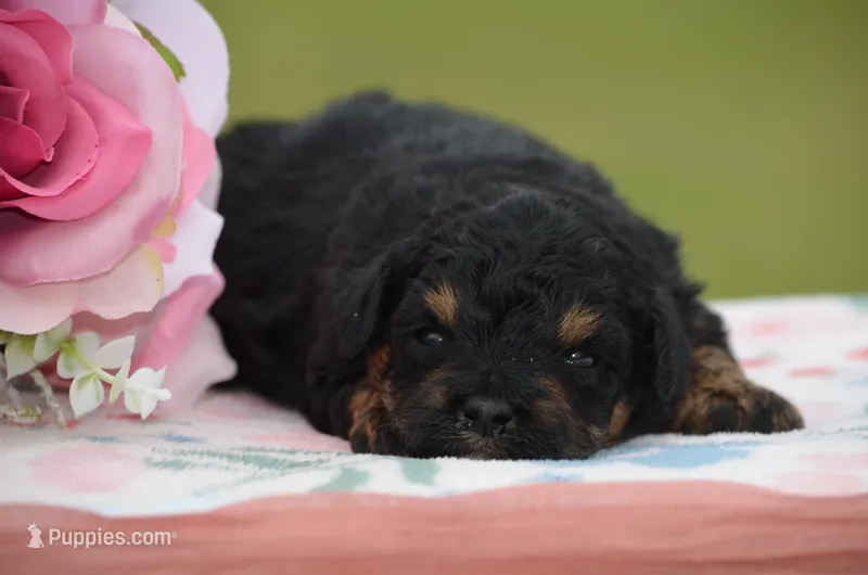 Banja  – Poodle - Miniature  puppy for sale in Scurry, TX