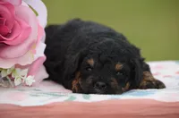 Banja , a female Poodle - Miniature  for sale in Scurry, TX – Photo 1 of 4