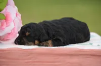 Banja , a female Poodle - Miniature  for sale in Scurry, TX – Photo 2 of 4