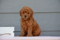 Daska , a female Miniature Goldendoodle for sale in Scurry, TX – 1 of 4