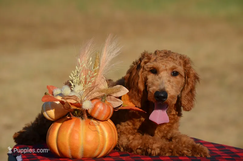 Willy – Miniature Goldendoodle puppy for sale in Scurry, TX