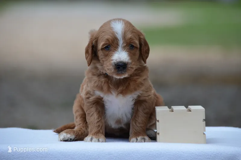 Lio – Goldendoodle puppy for sale in Scurry, TX