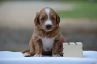 Lio, a male Goldendoodle for sale in Scurry, TX – 1 of 4