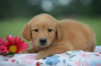 Remi , a female Golden Retriever for sale in Scurry, TX – 2 of 2