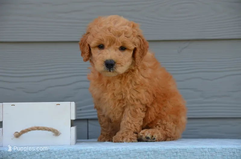 Dax – Miniature Goldendoodle puppy for sale in Scurry, TX