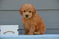 Dax, a male Miniature Goldendoodle for sale in Scurry, TX – 1 of 4
