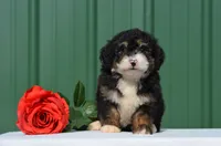 Freda , a female Miniature Bernedoodle for sale in Scurry, TX – 2 of 4