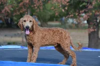 Andy, a male Miniature Goldendoodle for sale in Scurry, TX – 2 of 6