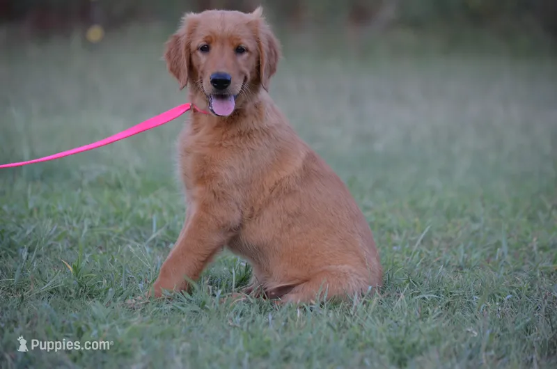 Cindy  – Golden Retriever puppy for sale in Scurry, TX