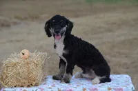 Frisko , a male Miniature Bernedoodle for sale in Scurry, TX – 2 of 10