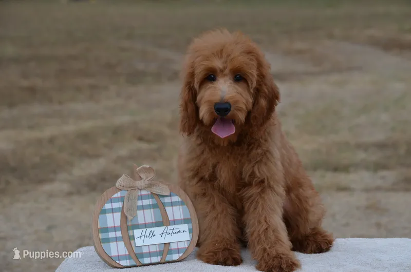 Willy – Miniature Goldendoodle puppy for sale in Scurry, TX