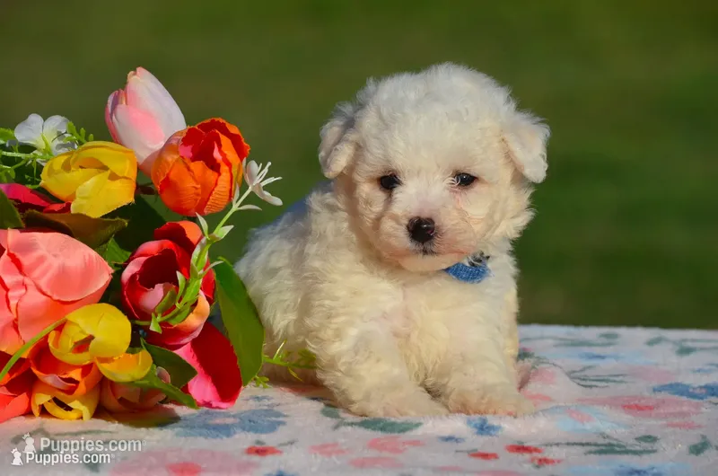 Marelda – Bichon Frise puppy for sale in Scurry, TX