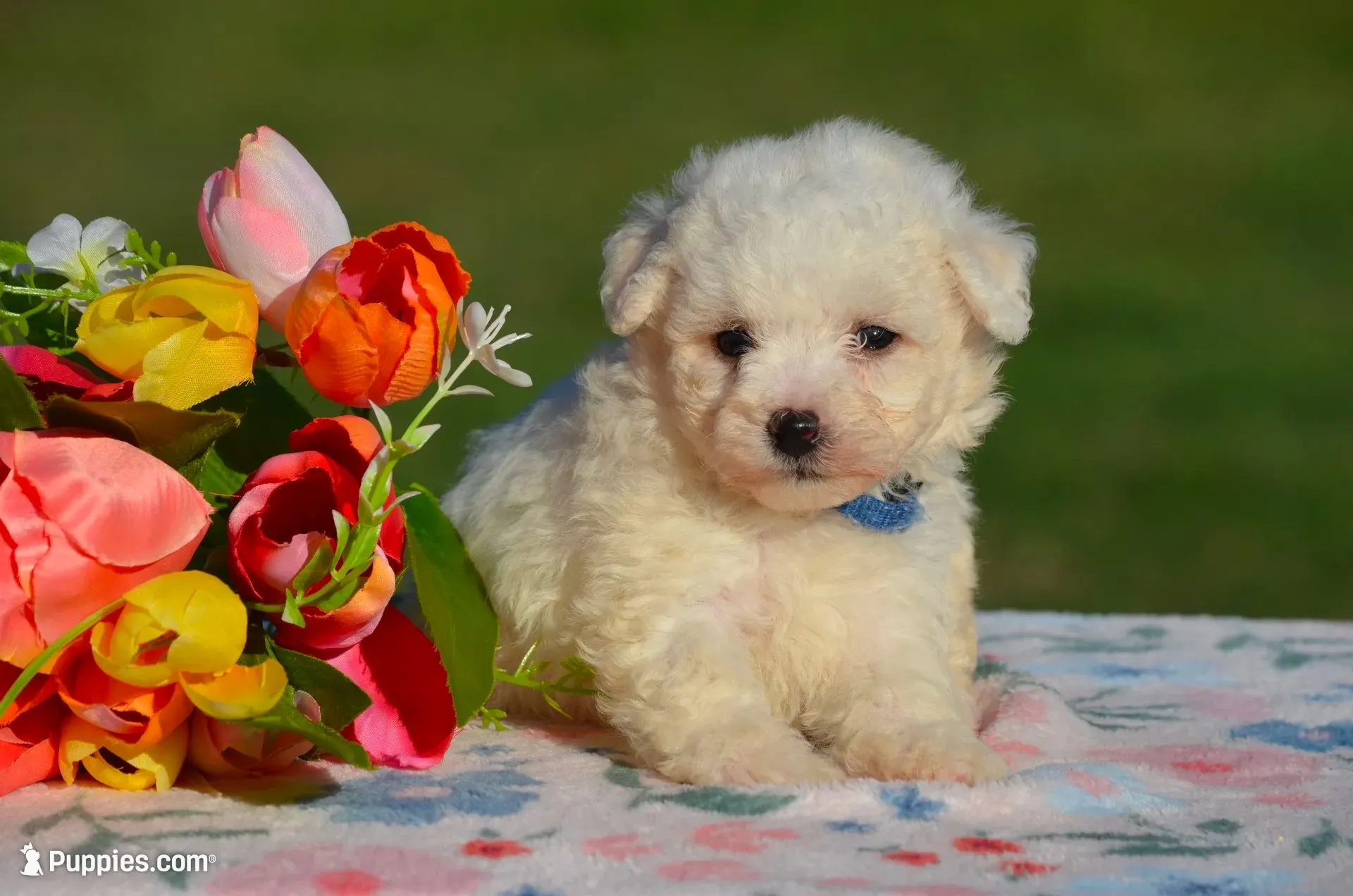 Marelda, a female Bichon Frise for sale in Scurry, TX – 1 of 4