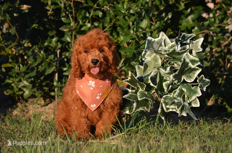 Gary – Cockapoo puppy for sale in Scurry, TX