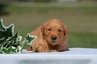 Shawn, a male Golden Retriever for sale in Scurry, TX – 2 of 4