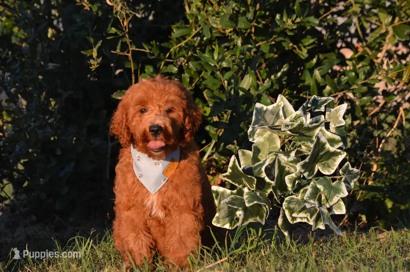 Grant  – Cockapoo puppy for sale in Scurry, TX