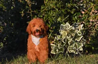 Grant , a male Cockapoo for sale in Scurry, TX – 1 of 4