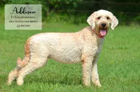 Andy, a male Miniature Goldendoodle for sale in Scurry, TX – 3 of 4