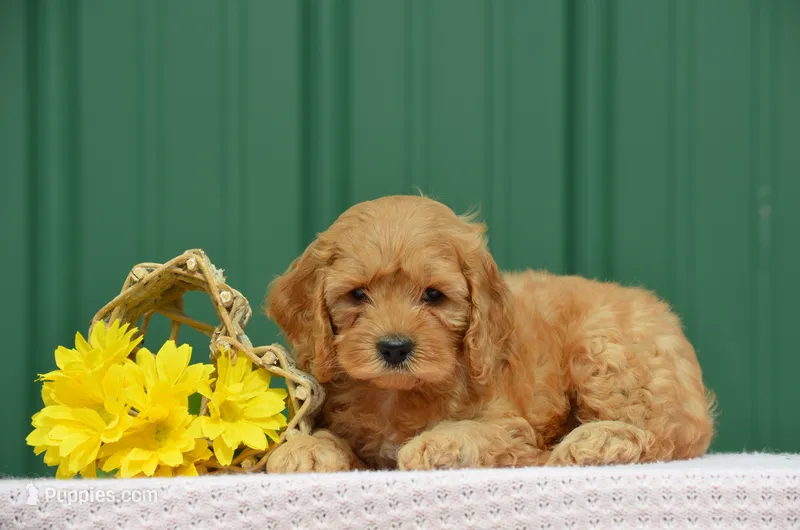Noellen  – Cockapoo puppy for sale in Scurry, TX