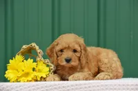 Noellen , a female Cockapoo for sale in Scurry, TX – 1 of 1