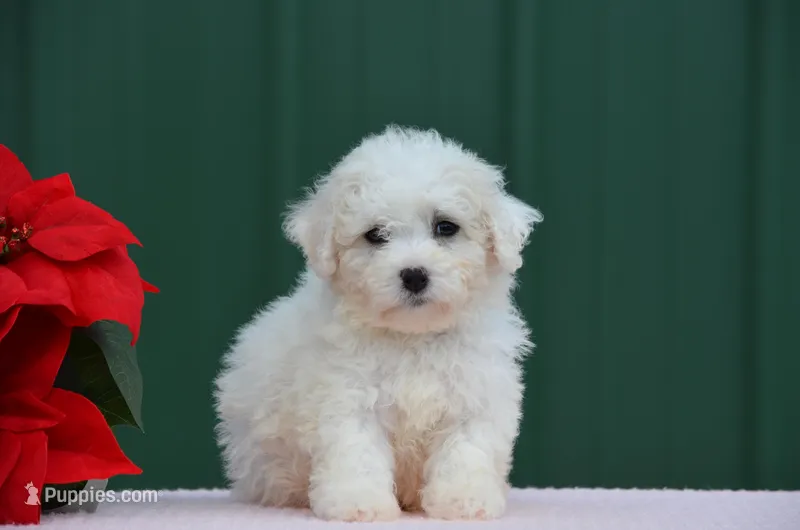 Mindy – Bichon Frise puppy for sale in Scurry, TX