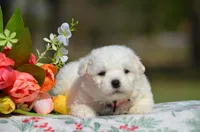 Mindy, a female Bichon Frise for sale in Scurry, TX – Photo 2 of 4