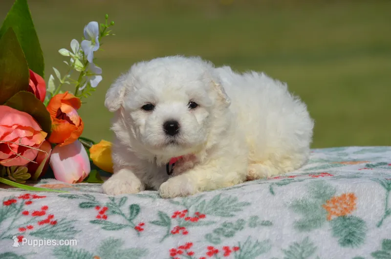 Mindy – Bichon Frise puppy for sale in Scurry, TX
