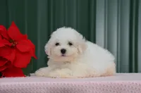 Mindy, a female Bichon Frise for sale in Scurry, TX – Photo 2 of 6