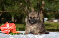 Harko, a male Pomeranian for sale in Scurry, TX – 2 of 4