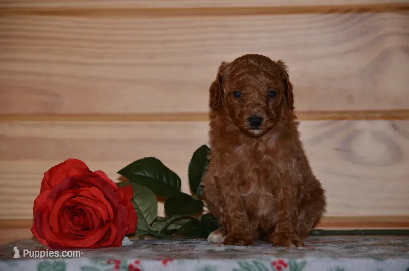 Sofie  – Poodle - Miniature  puppy for sale in Scurry, TX
