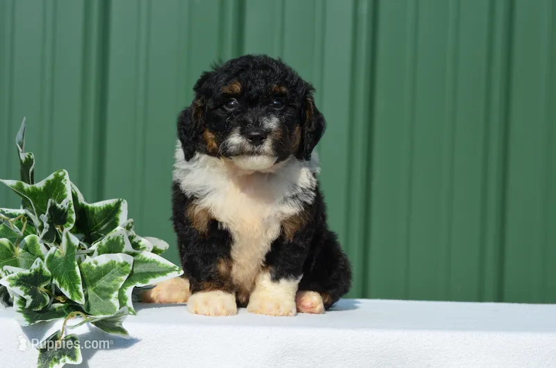 Franky  – Miniature Bernedoodle puppy for sale in Scurry, TX