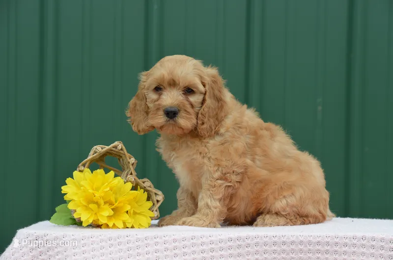 Nayla – Cockapoo puppy for sale in Scurry, TX