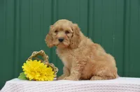 Nayla, a female Cockapoo for sale in Scurry, TX – 1 of 1