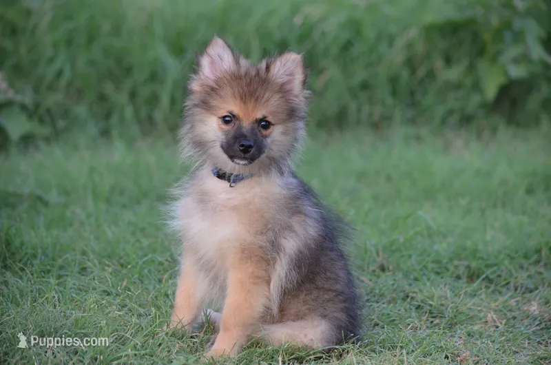 Harko – Pomeranian puppy for sale in Scurry, TX