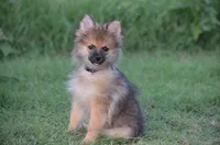 Harko, a male Pomeranian for sale in Scurry, TX – 3 of 9
