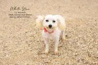 Max, a male Bichon Frise for sale in Scurry, TX – Photo 3 of 4