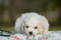 Max, a male Bichon Frise for sale in Scurry, TX – Photo 2 of 4
