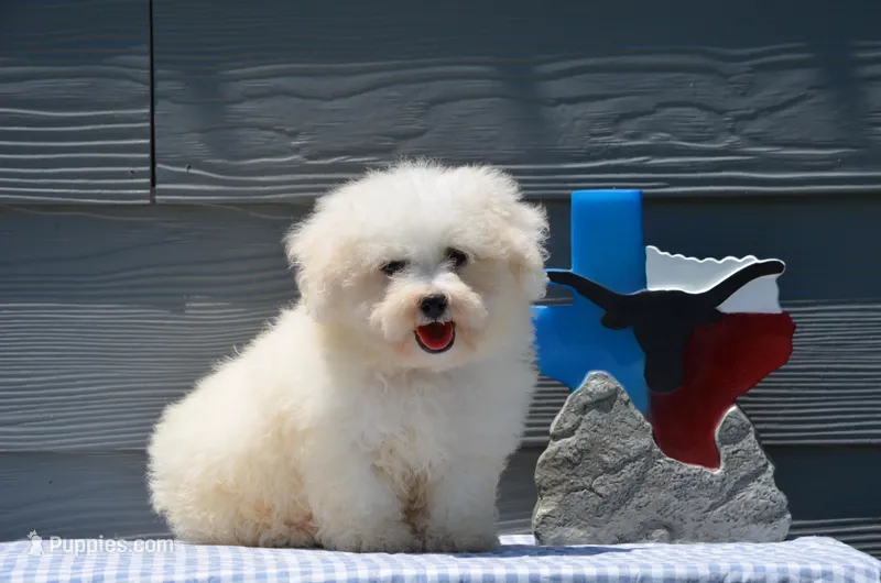 Max – Bichon Frise puppy for sale in Scurry, TX
