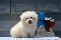 Max, a male Bichon Frise for sale in Scurry, TX – 1 of 8