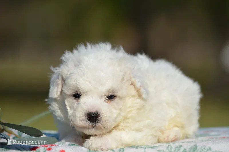 Max – Bichon Frise puppy for sale in Scurry, TX