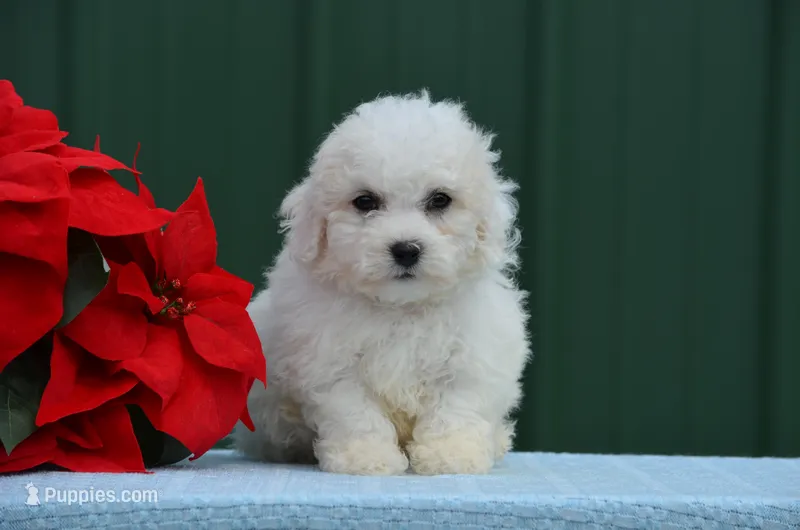 Max – Bichon Frise puppy for sale in Scurry, TX