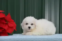 Max, a male Bichon Frise for sale in Scurry, TX – 4 of 8
