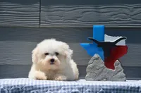 Max, a male Bichon Frise for sale in Scurry, TX – 2 of 8