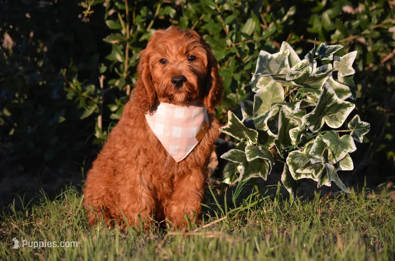 Gildo  – Cockapoo puppy for sale in Scurry, TX