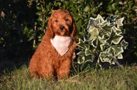 Gildo , a male Cockapoo for sale in Scurry, TX – 1 of 4