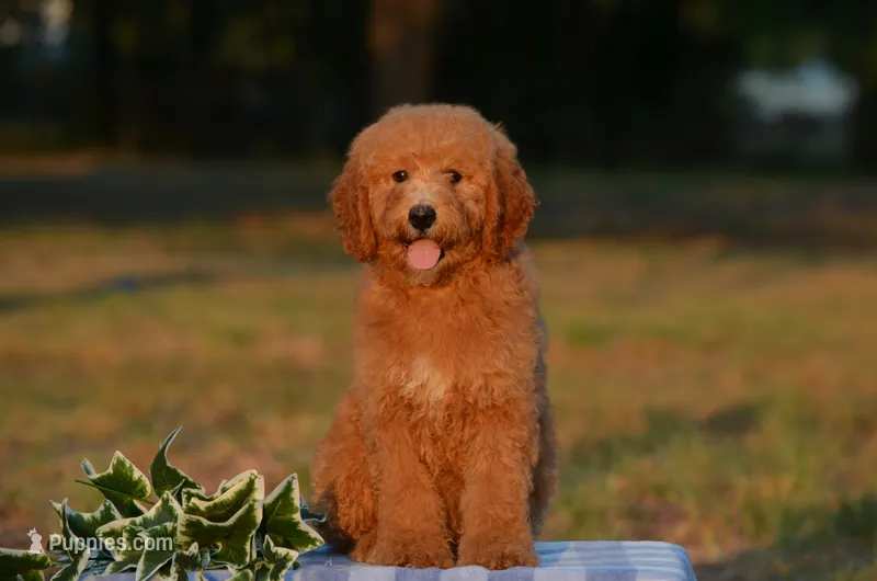 Arto – Miniature Goldendoodle puppy for sale in Scurry, TX