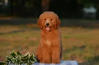 Arto, a male Miniature Goldendoodle for sale in Scurry, TX – 1 of 4