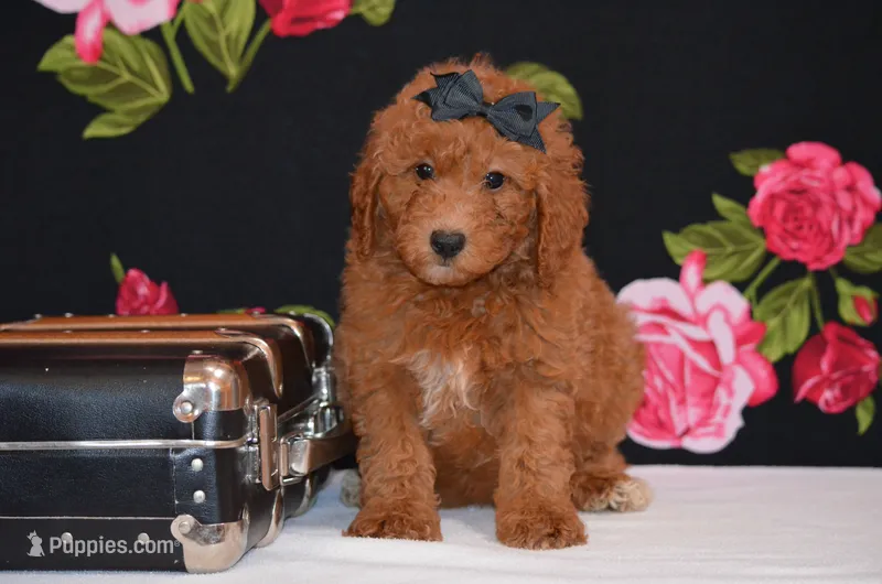 Sky – Poodle - Miniature  puppy for sale in Scurry, TX